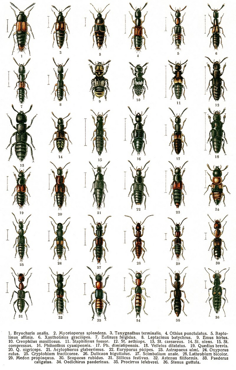 隐翅虫是一种鞘翅目隐翅虫科的昆虫,因为它的翅膀藏在鞘翅下面而