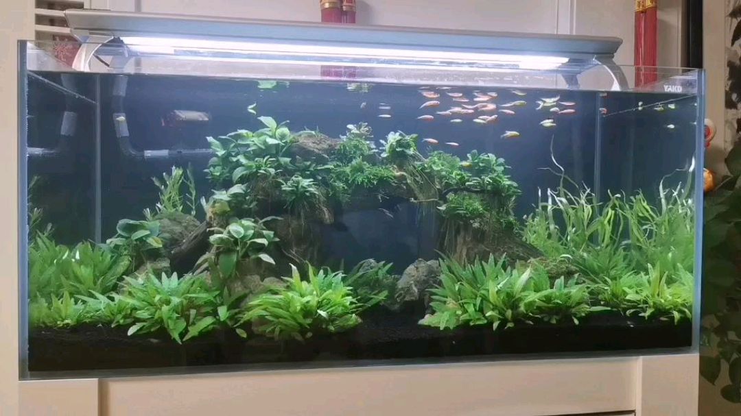 1米中大型生态鱼缸