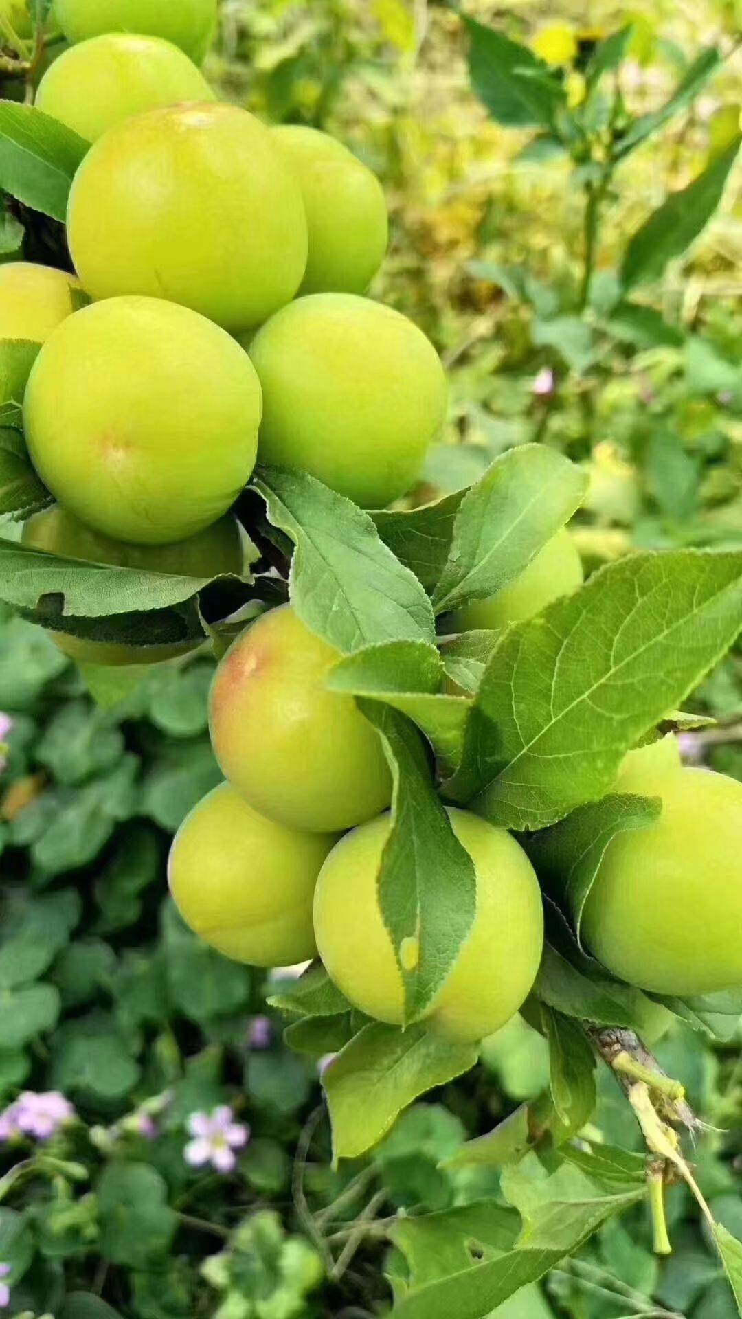 广西"三月李"熟了,酸甜脆爽的味道,让人念念不忘!