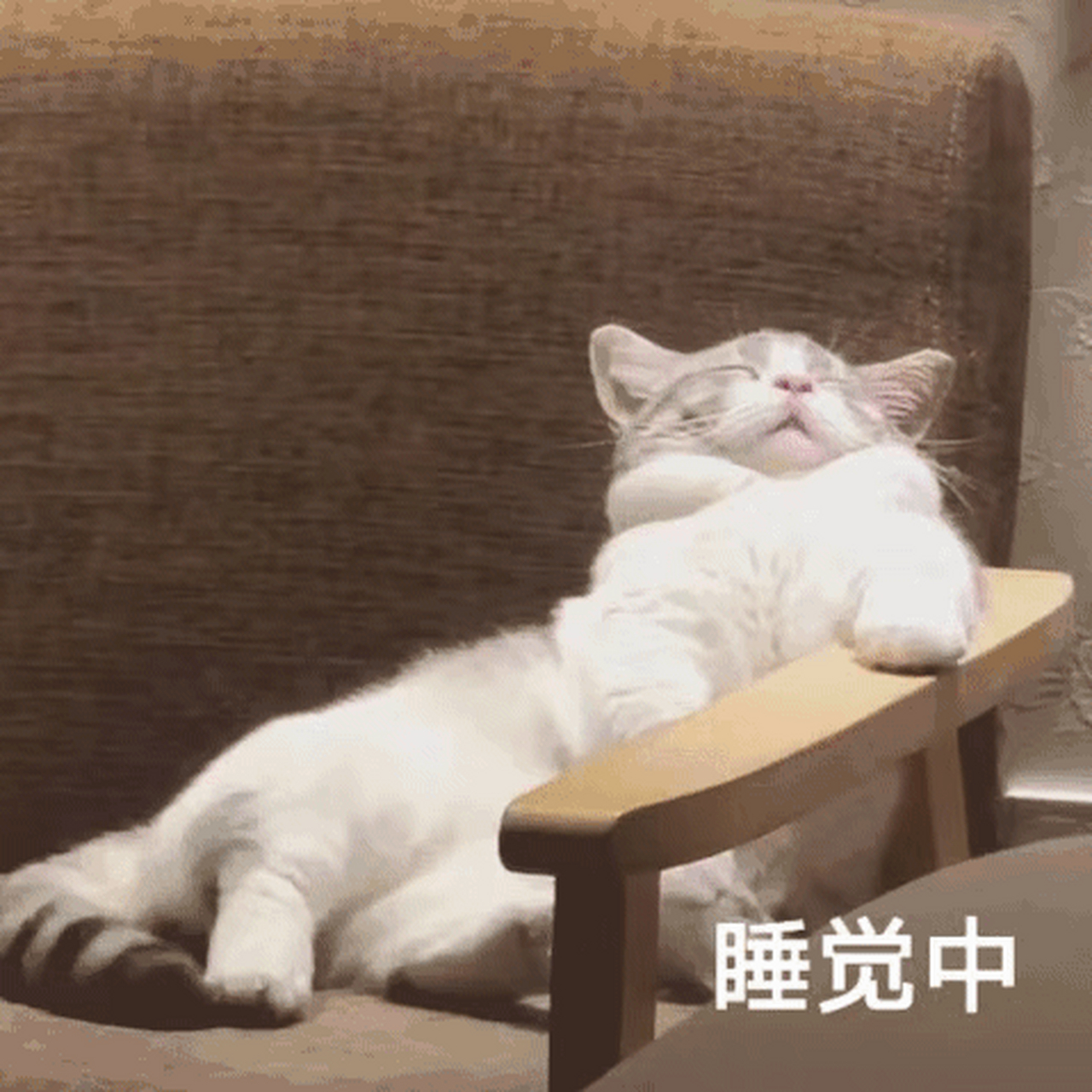 干啥啥不行,睡觉第一名#午睡