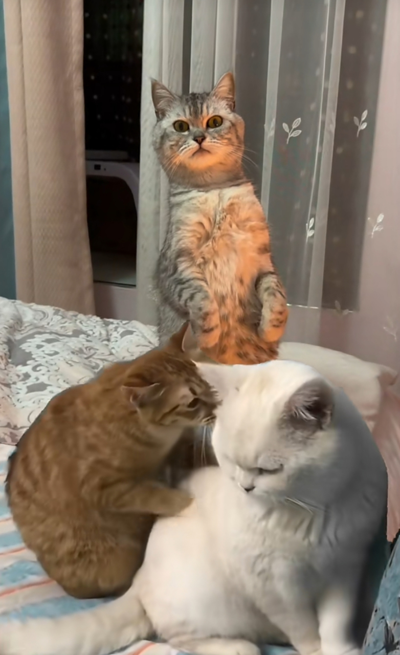 会按摩的猫是很可爱,可表情太猥琐了.