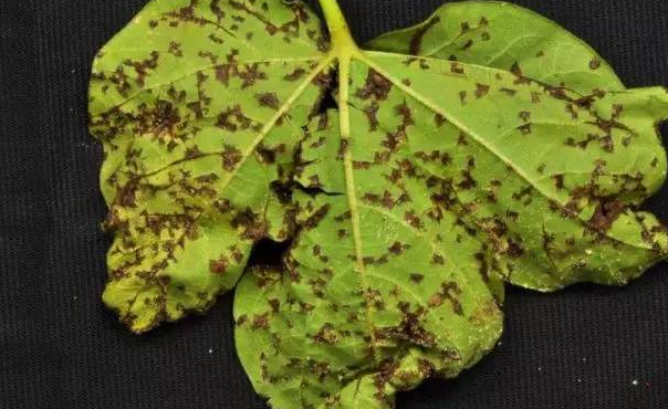 蚜虫防治 保障棉花高产