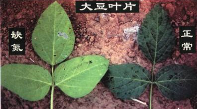 大豆出现这些症状不要慌,快看看是不是缺素症?