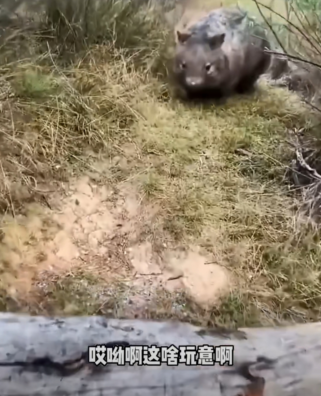 是猪还是鼠,咬人吗?#趣图搞笑