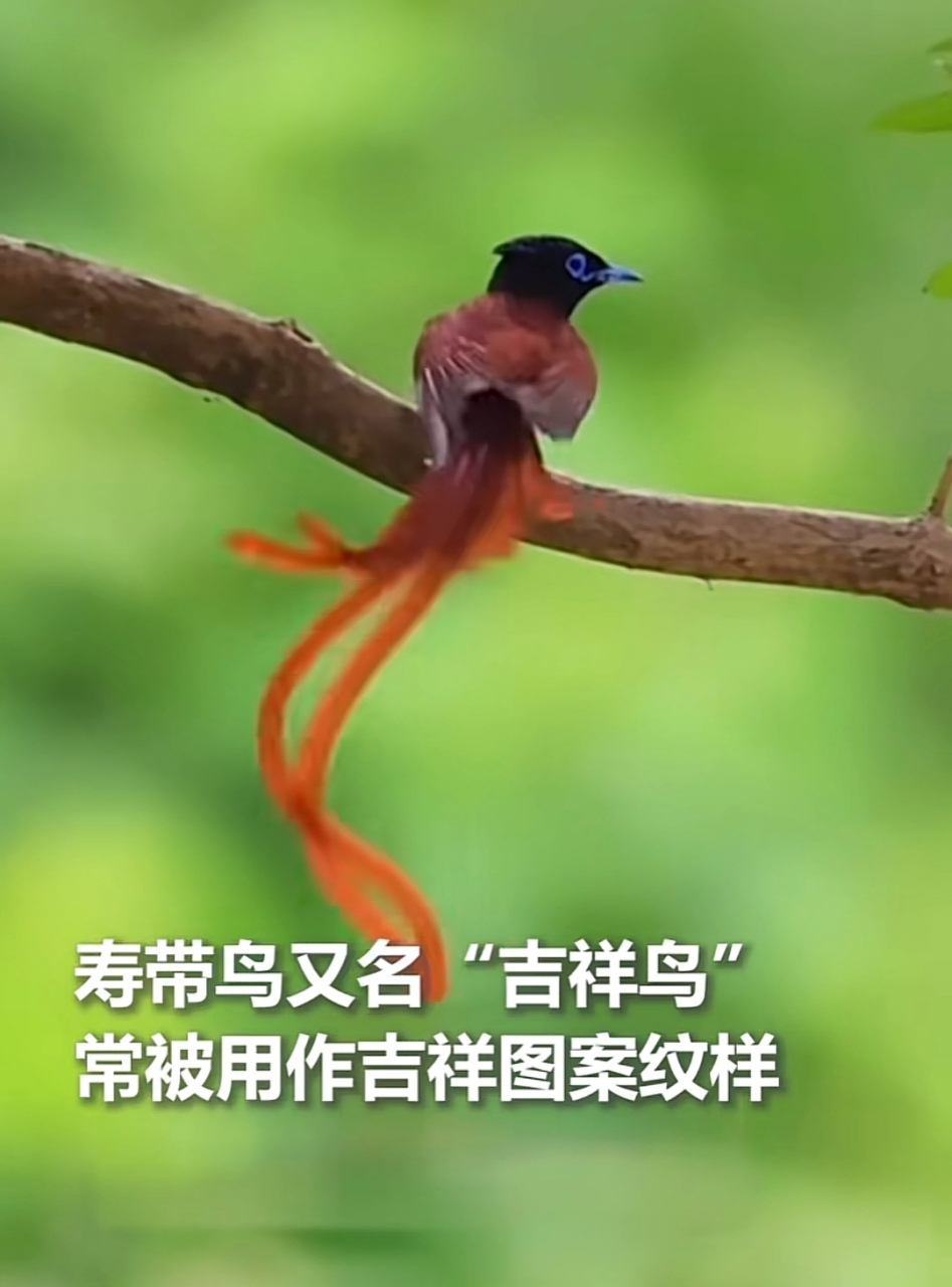 象征吉祥的寿带鸟,长长的尾羽翩若彩带,美轮美奂.接下吉祥,好运连连