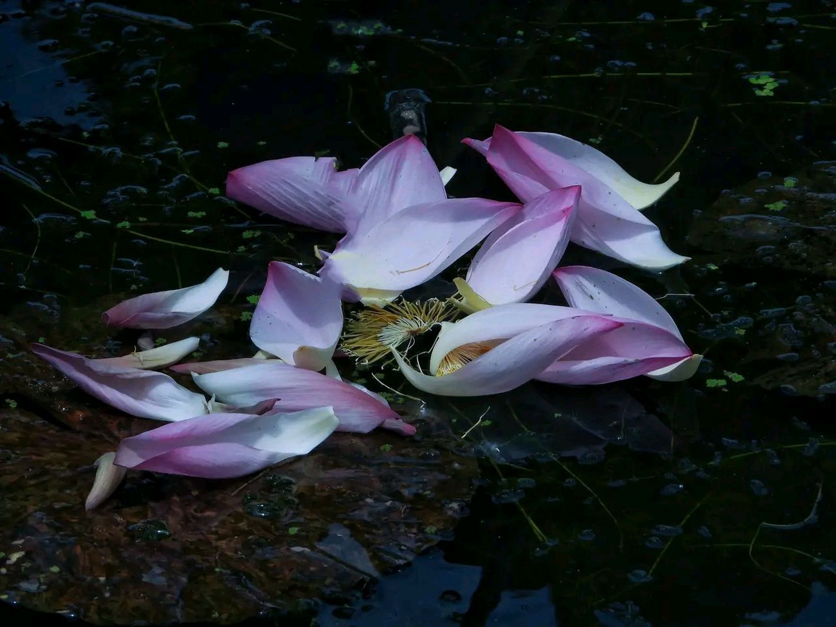 一叶知秋荷花凋谢初秋来临#摄影# #中国美景大赏