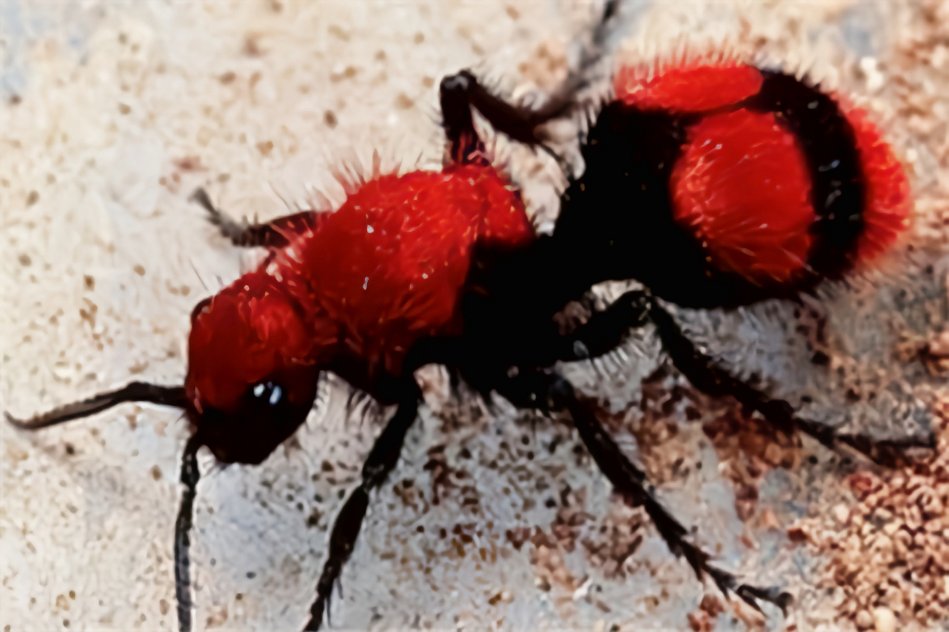 每天认识一种昆虫——红色天鹅绒蚂蚁 红色天鹅绒蚂蚁又名天鹅绒蚂蚁