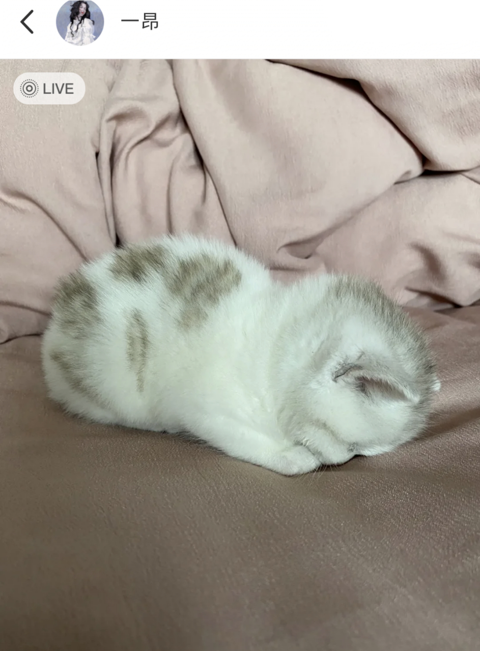 小奶猫睡着了,缩成了一团,真的好可爱啊!#猫咪