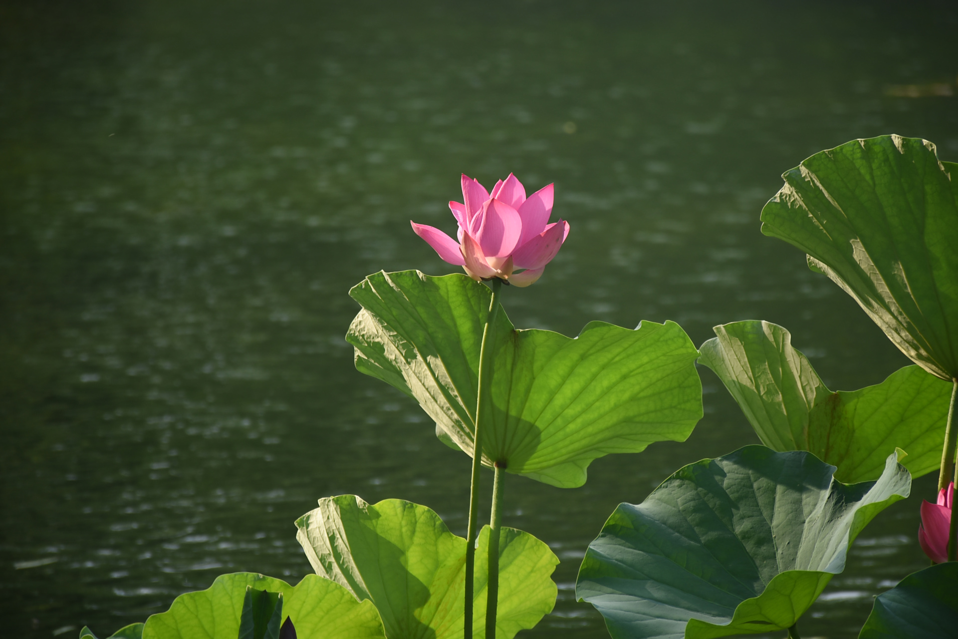 古亭,夏荷,绿柳,碧波,野鸭组成一幅幅/小暑画卷,这里是四大名亭之一的
