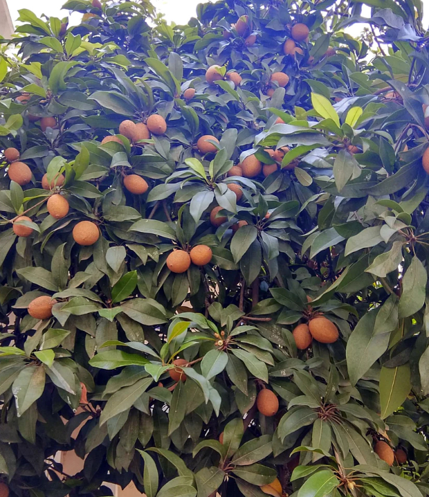 软糯香甜妈咪果