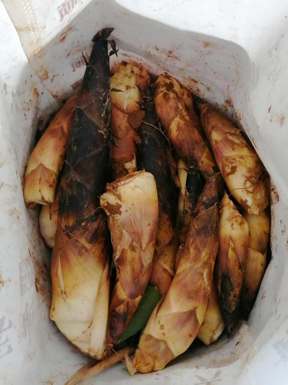 表哥送我一袋刚挖的早竹笋,今天我就忙活处理它了.