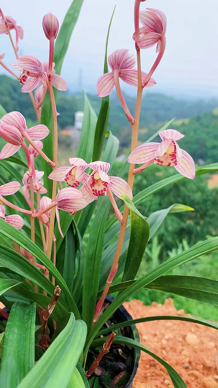 东方红荷建兰经济红色荷瓣