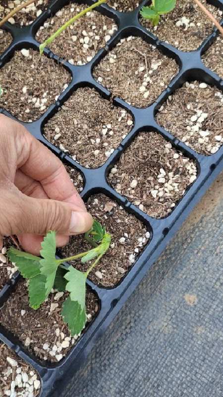 草莓苗基地,穴盘草莓苗品种,八月份出圃