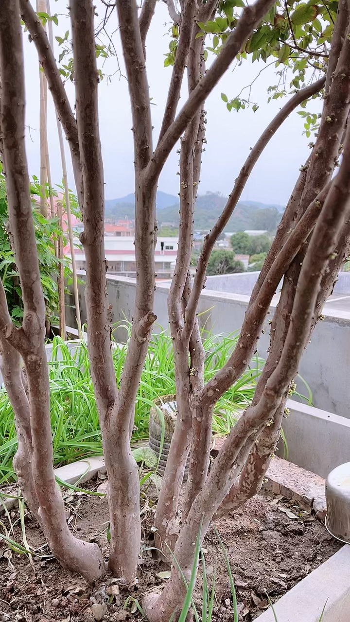 嘉宝果又开花了