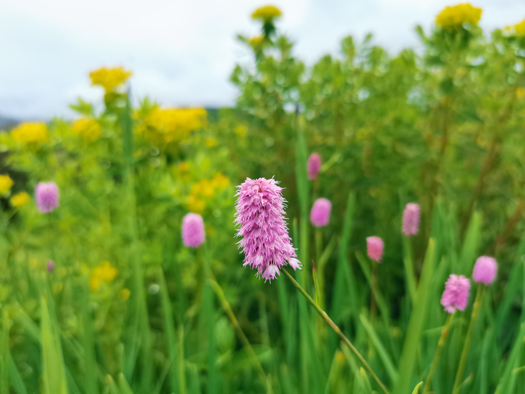 圆穗蓼(liǎo):是蓼科,拳参属多年生草本植物.