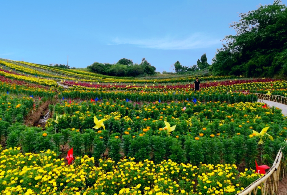 免费观花海!重庆璧山三担湖公园向日葵已盛开