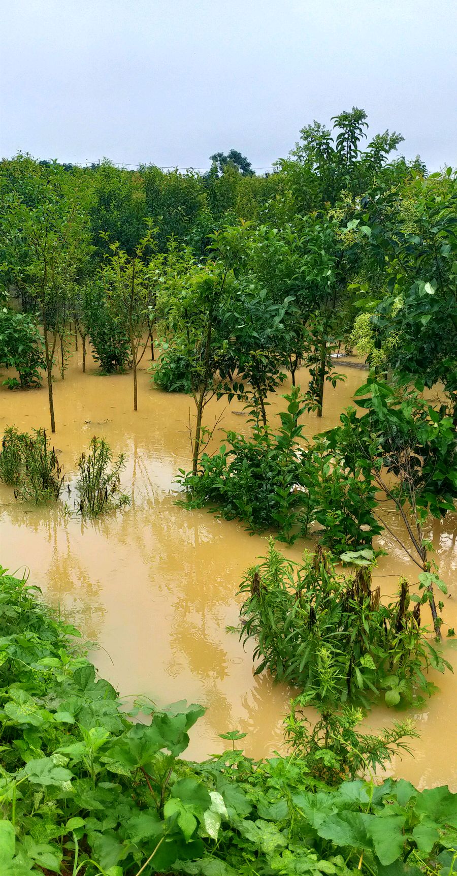 大雨过后,田野里面的植物都被淹了