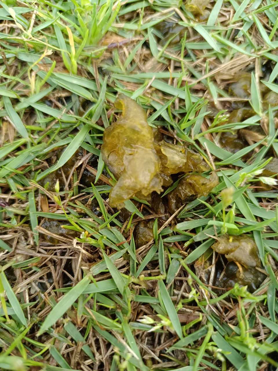 这是地耳子(也叫地耳,地木耳等),一般在雨后才会出现,如果连续几天