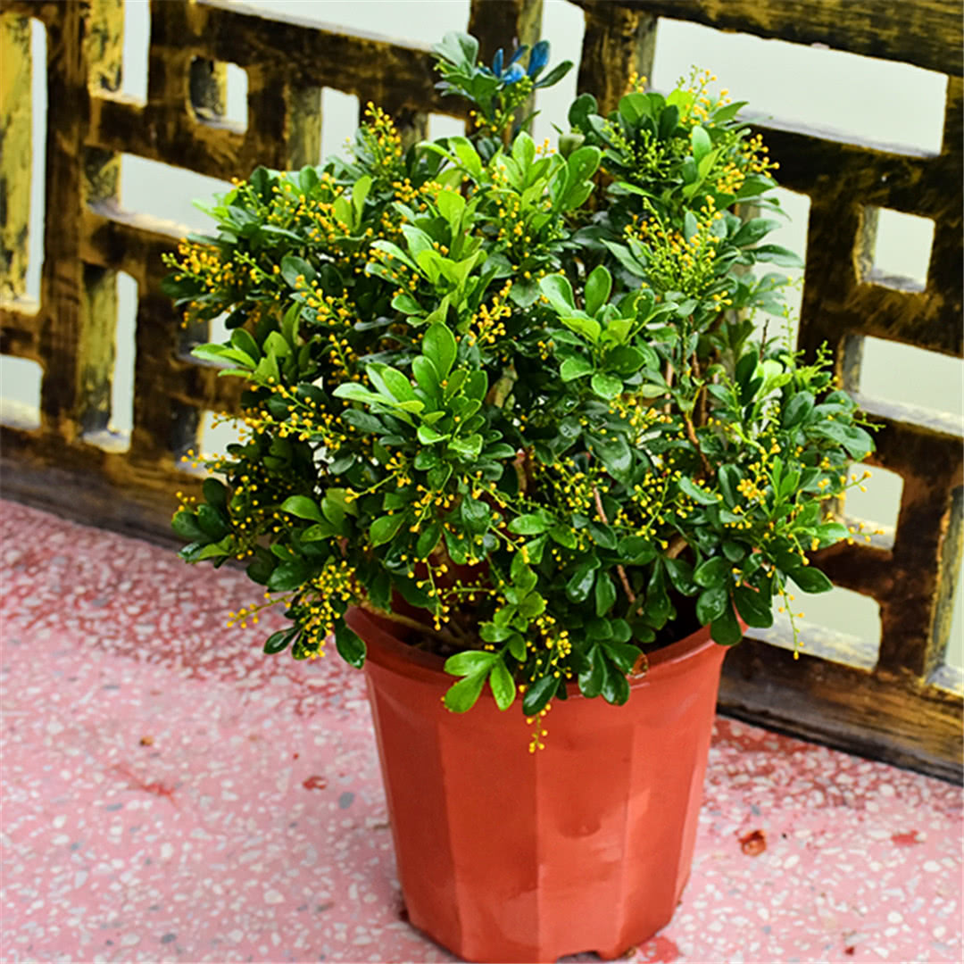 4种芳香小植物,合适家庭种植,花香四溢,满屋留香