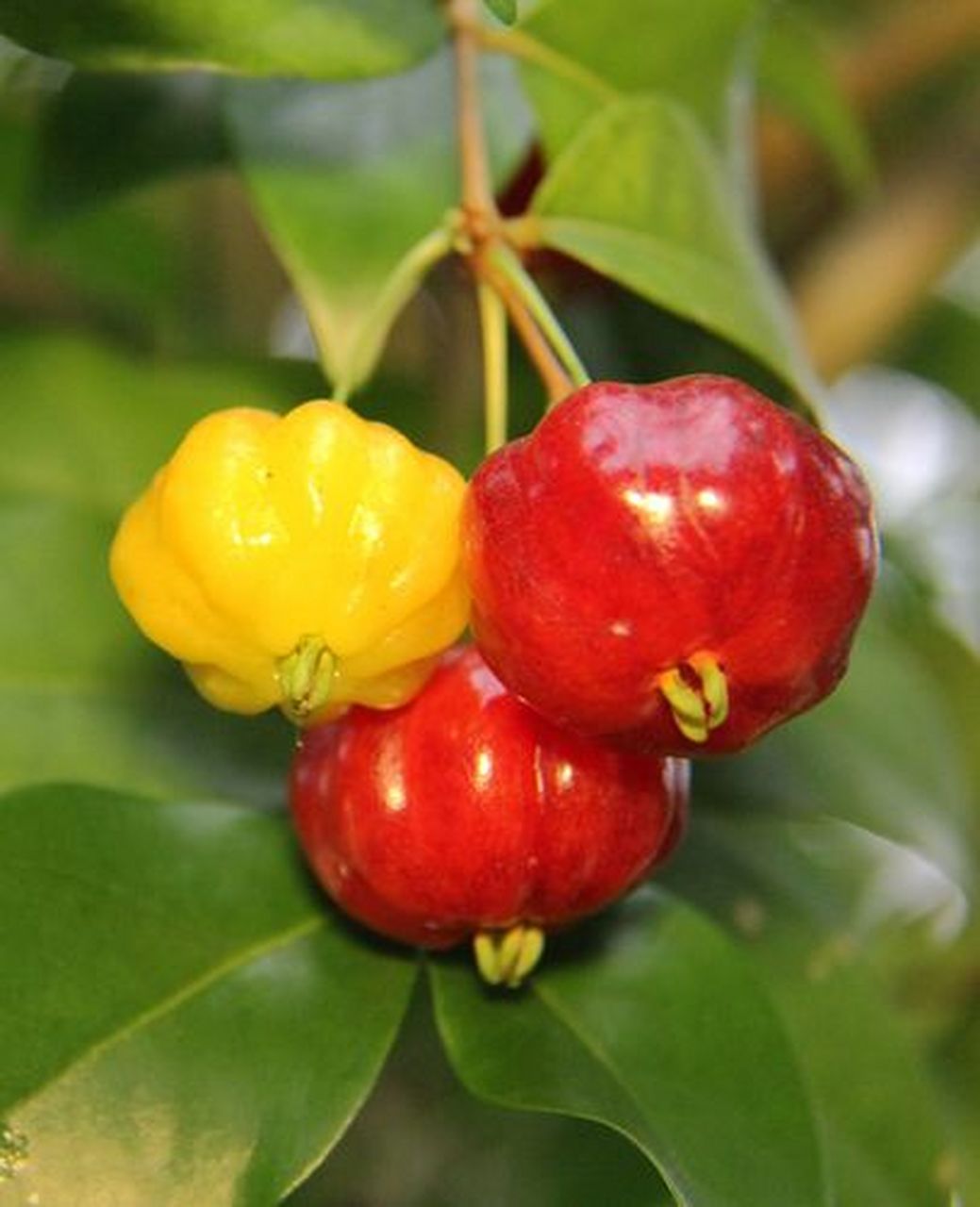 分享植物:寓意美好的巴西红果仔  巴西红果仔是一种具有美好寓意的