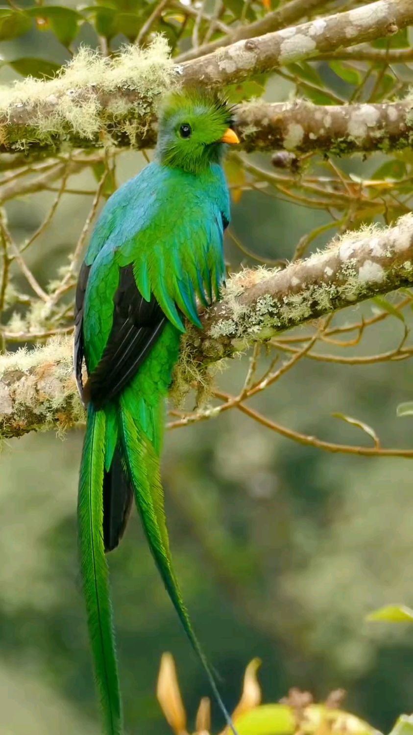 小仙子吃果子 凤尾绿咬鹃 奇趣自然