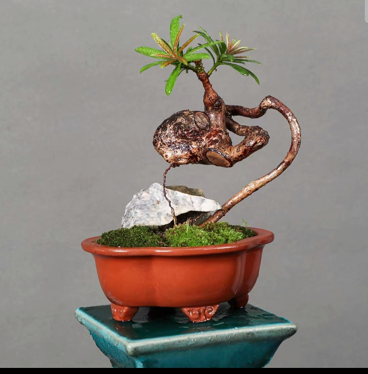 好桩,怪桩,有些是剪出来的!敢想,敢剪就能做出好盆景来!