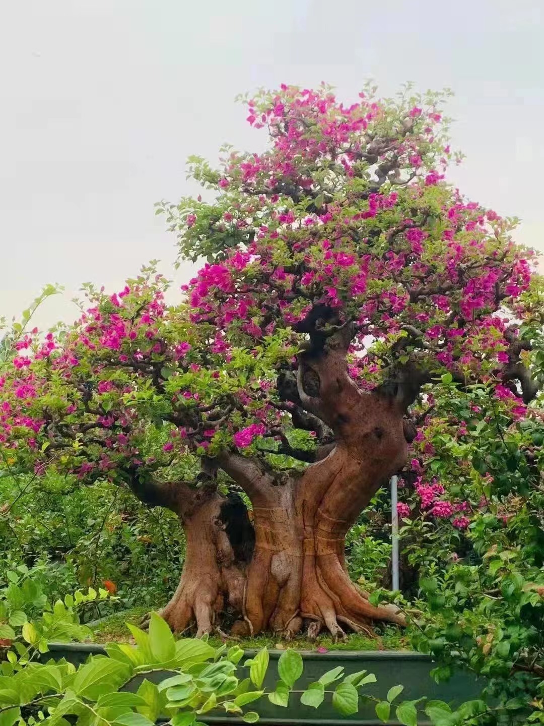 高端大气百年古桩,三角梅「抱拳」庭院镇宅招财