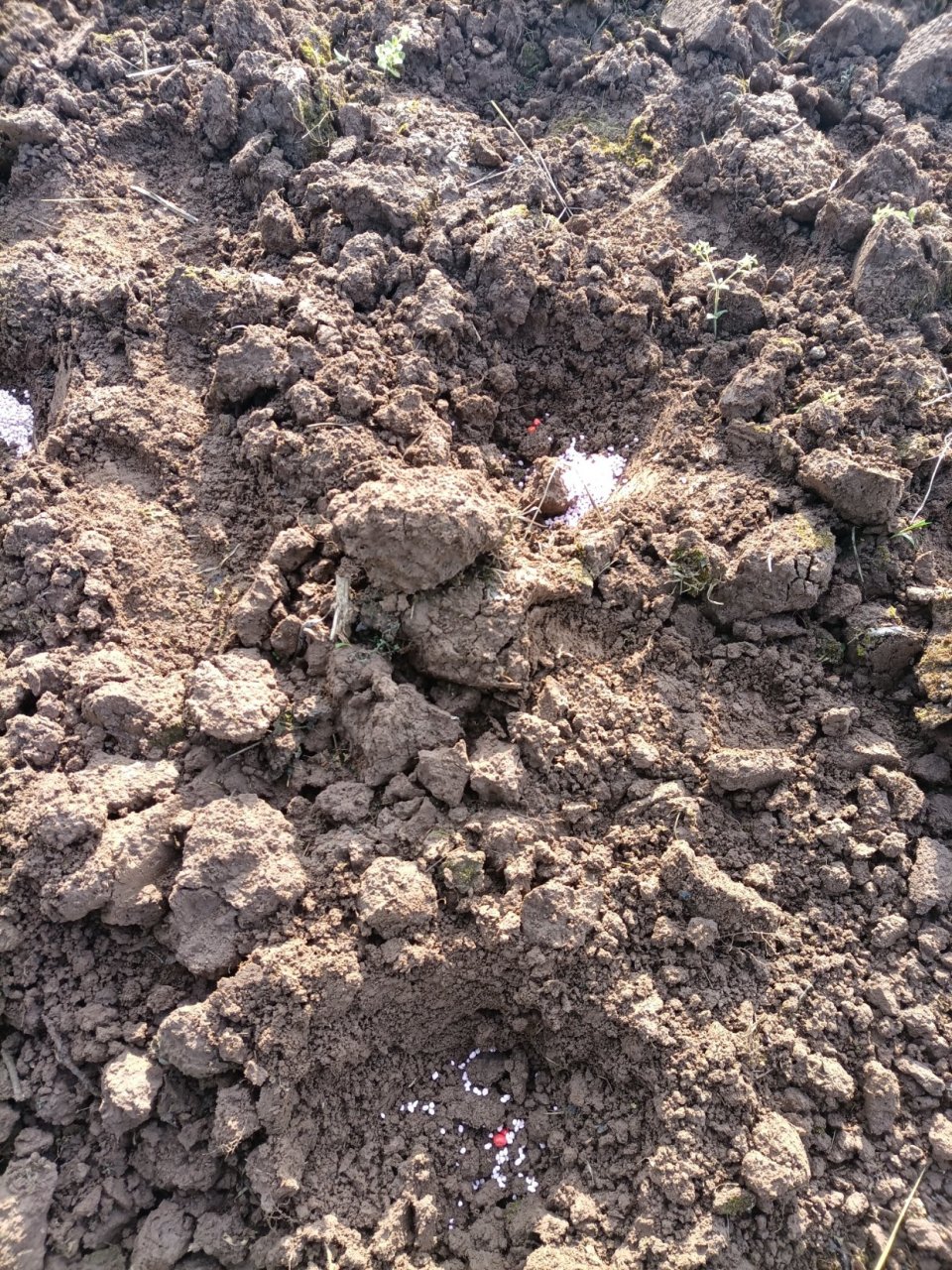 种玉米了,直接点种子,肥料我说多弄点,我妈非说少弄点,我好多年没种