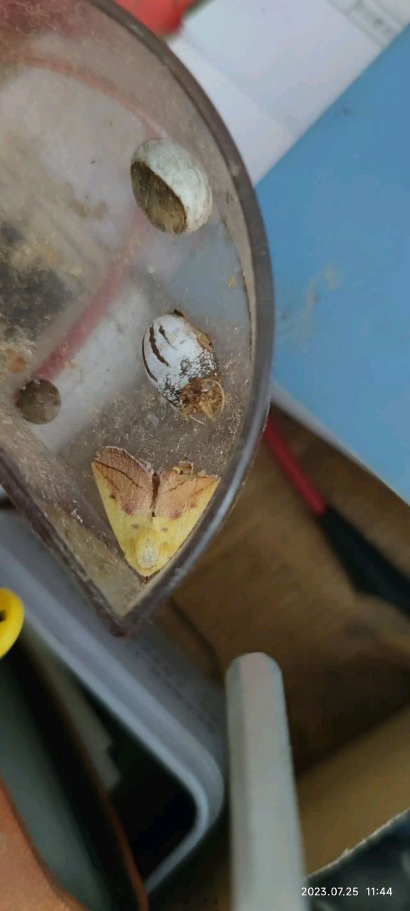 谁能知道洋辣子的成虫是什么样子的?#我要上热门