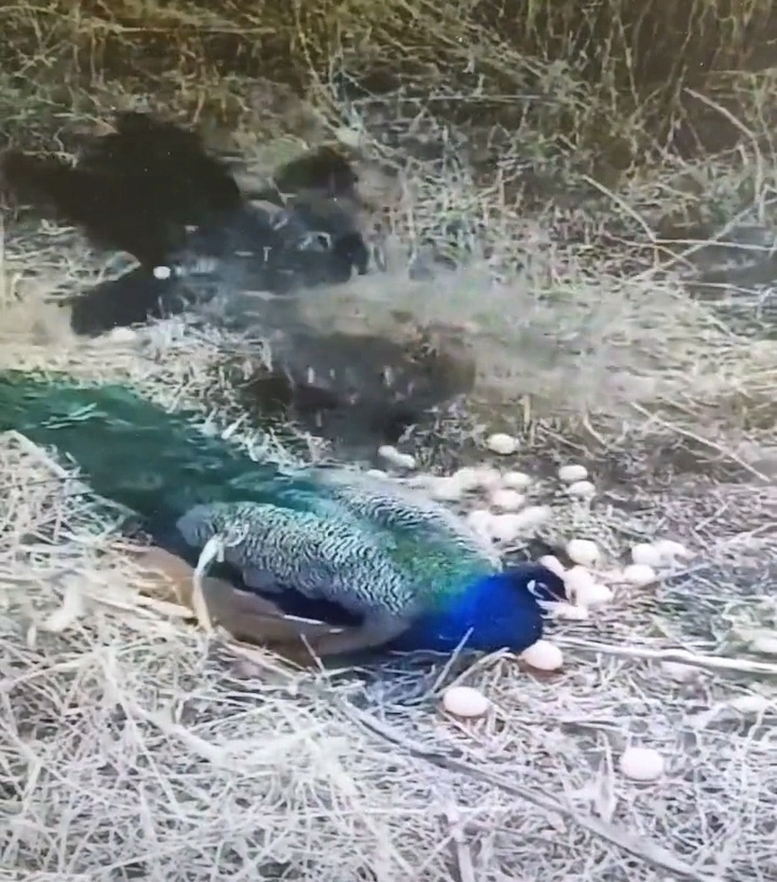 这就是偷孔雀蛋的下场!