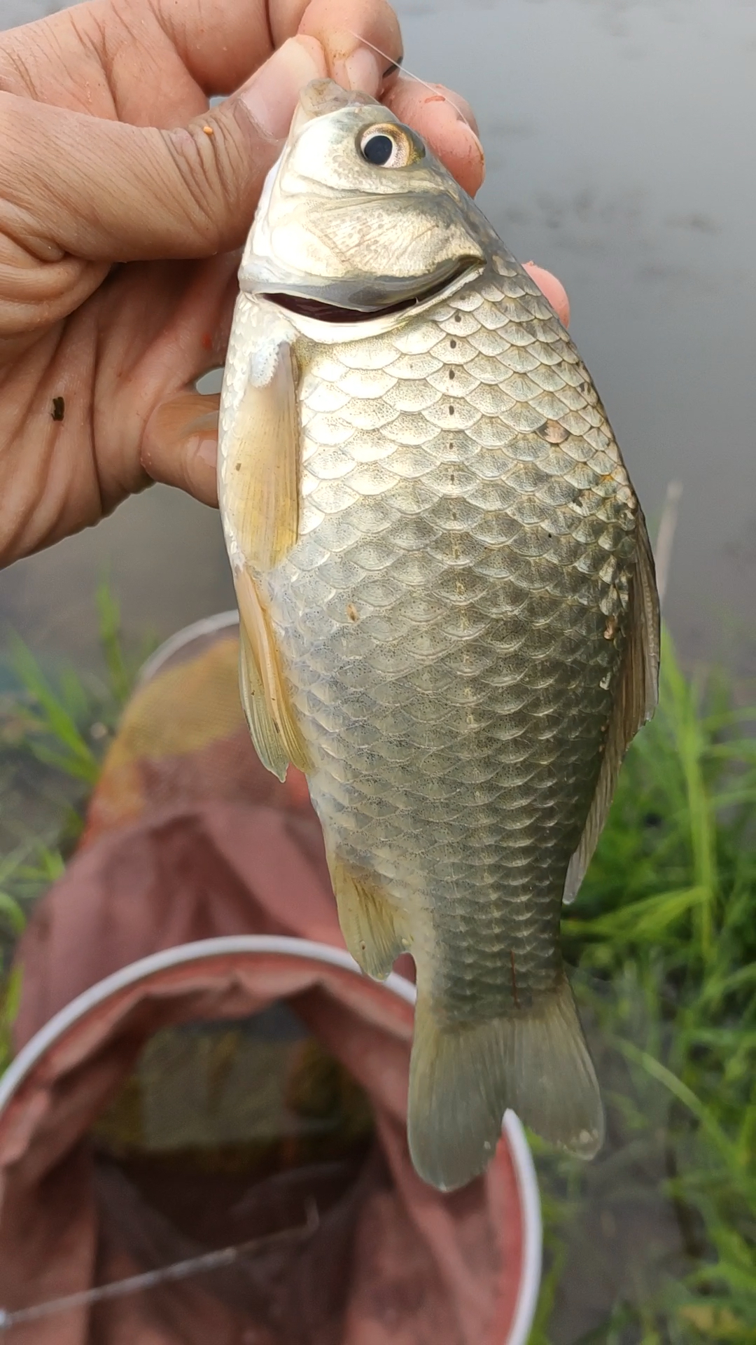 湖岔野河野钓鲫鱼,游钓湖北野鲫鱼,野钓野河鲫鱼