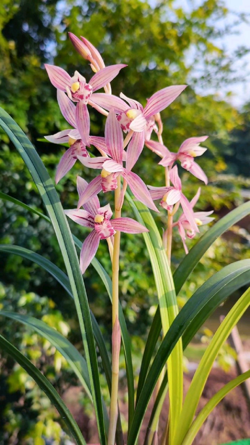 胭红腻粉腮(建兰市长红)