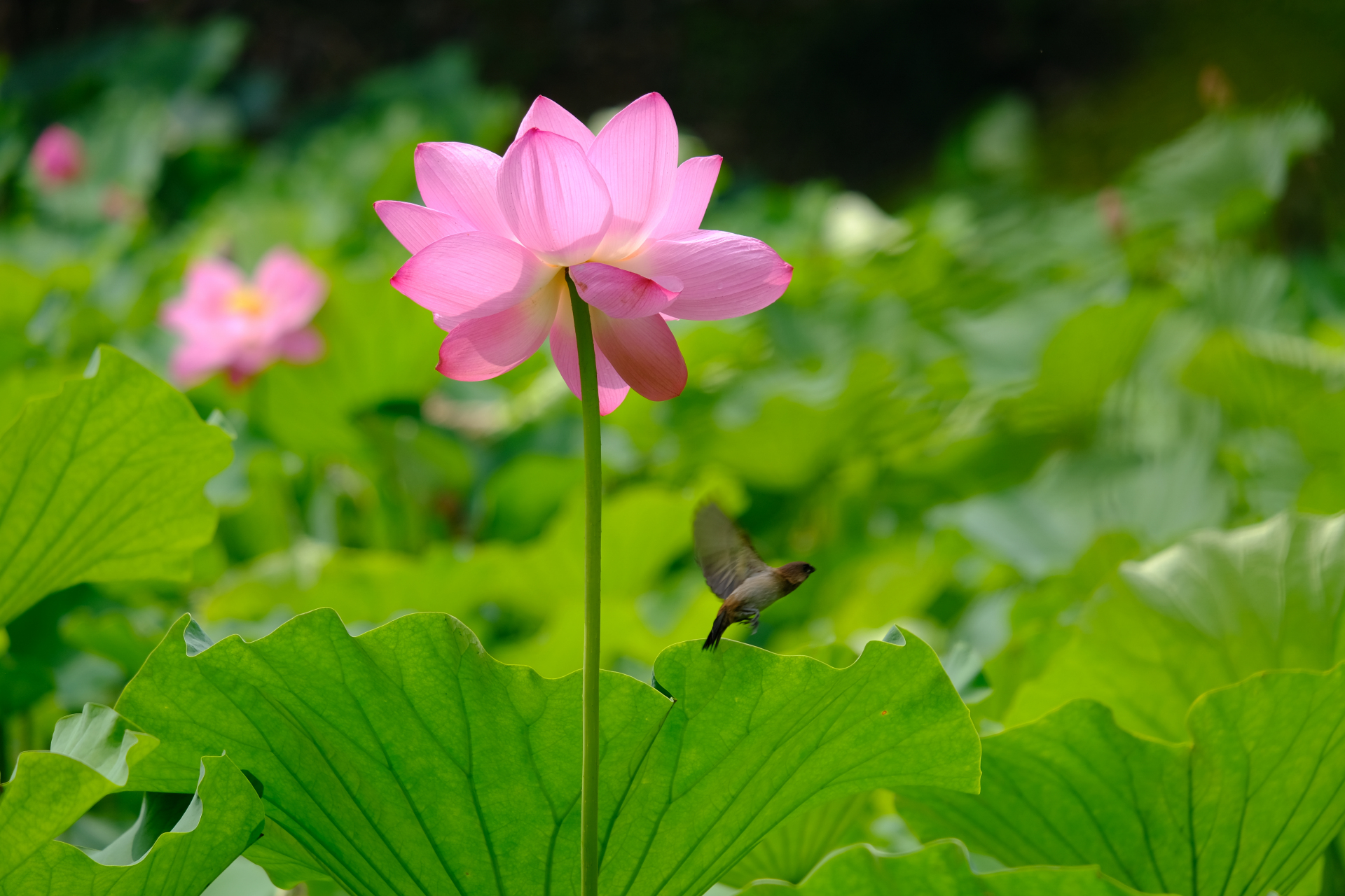 仲夏巡游指南# 成都新都桂湖公园的荷花终于进入赏花期!