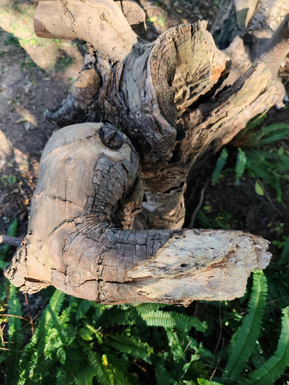 杜鹃花老树桩,大自然写真摄影图片