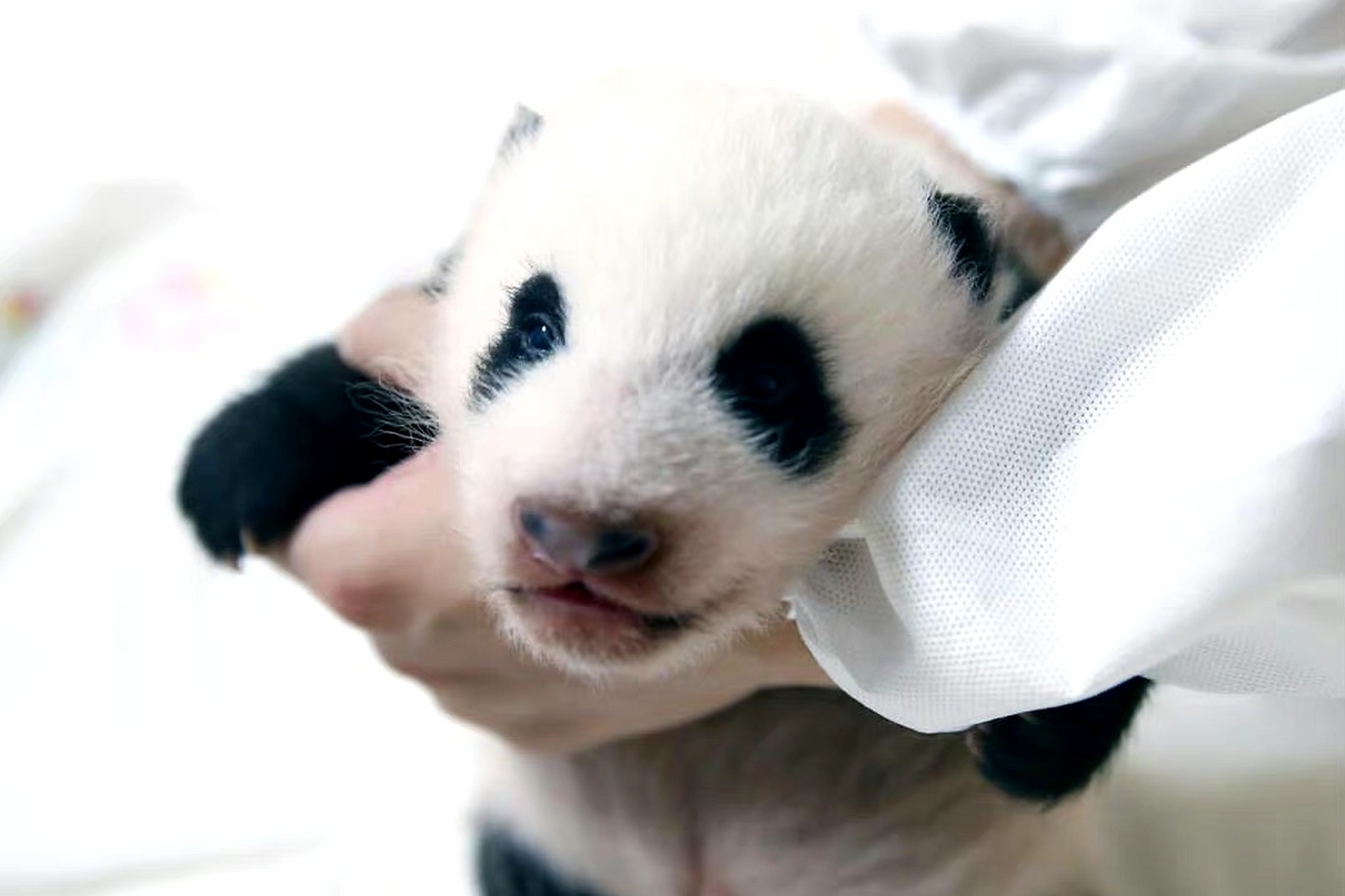 #大熊猫# 一组大熊猫福宝的幼年照,是个粉嘟嘟的小家伙啊!看着她慢慢