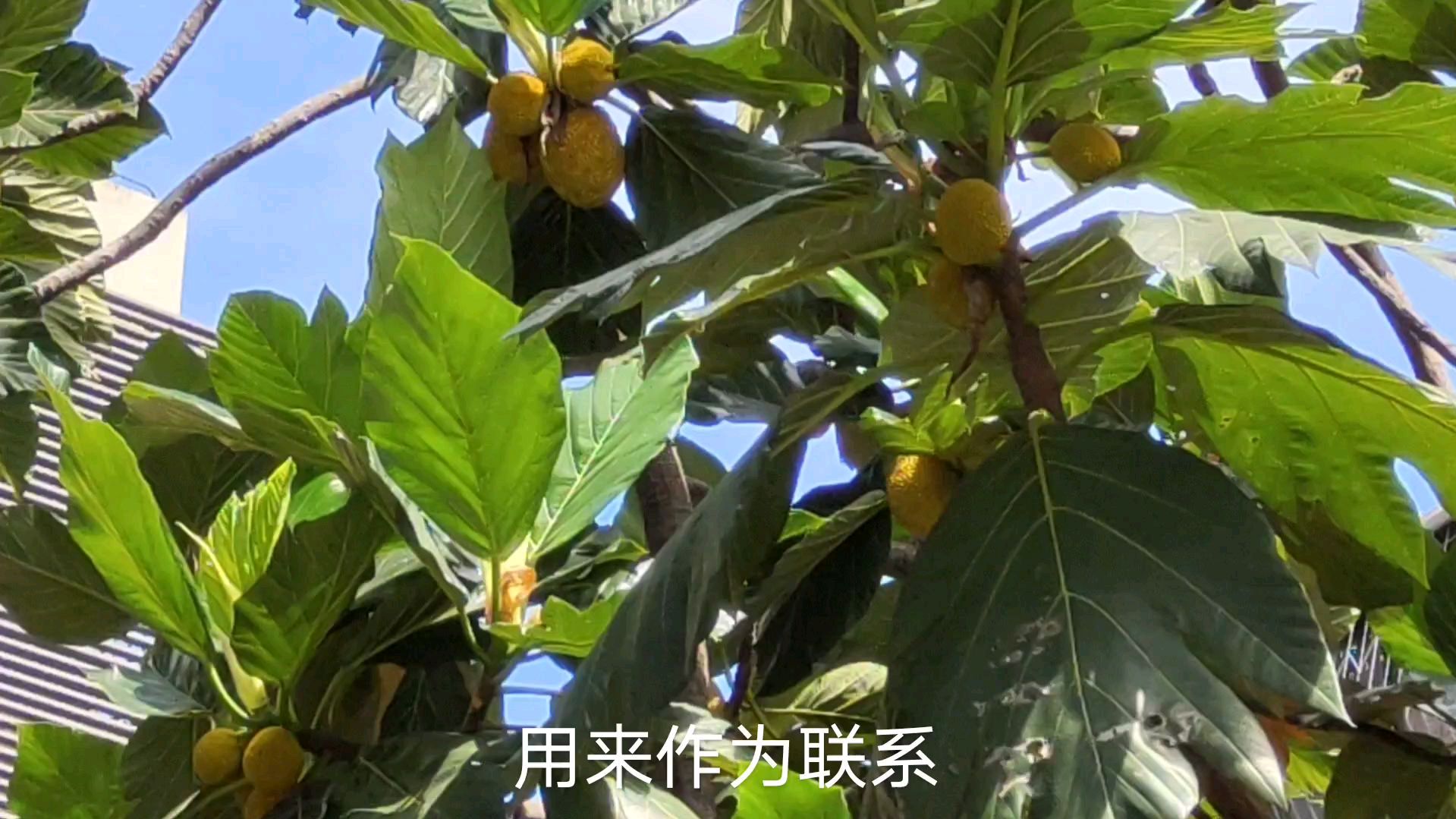 这棵树历害了,养活了几亿人,你知道它吗