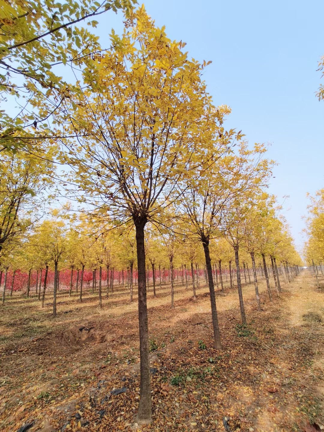 基地金枝国槐欣赏