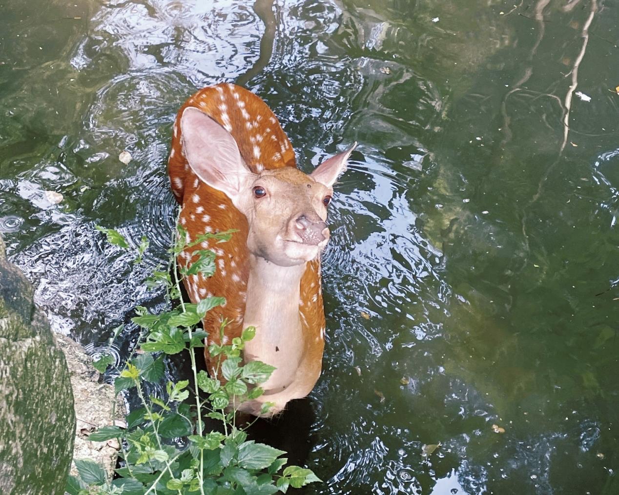 冰块,喷淋,西瓜……武汉野生动物王国的动物们花式迎接"入伏"