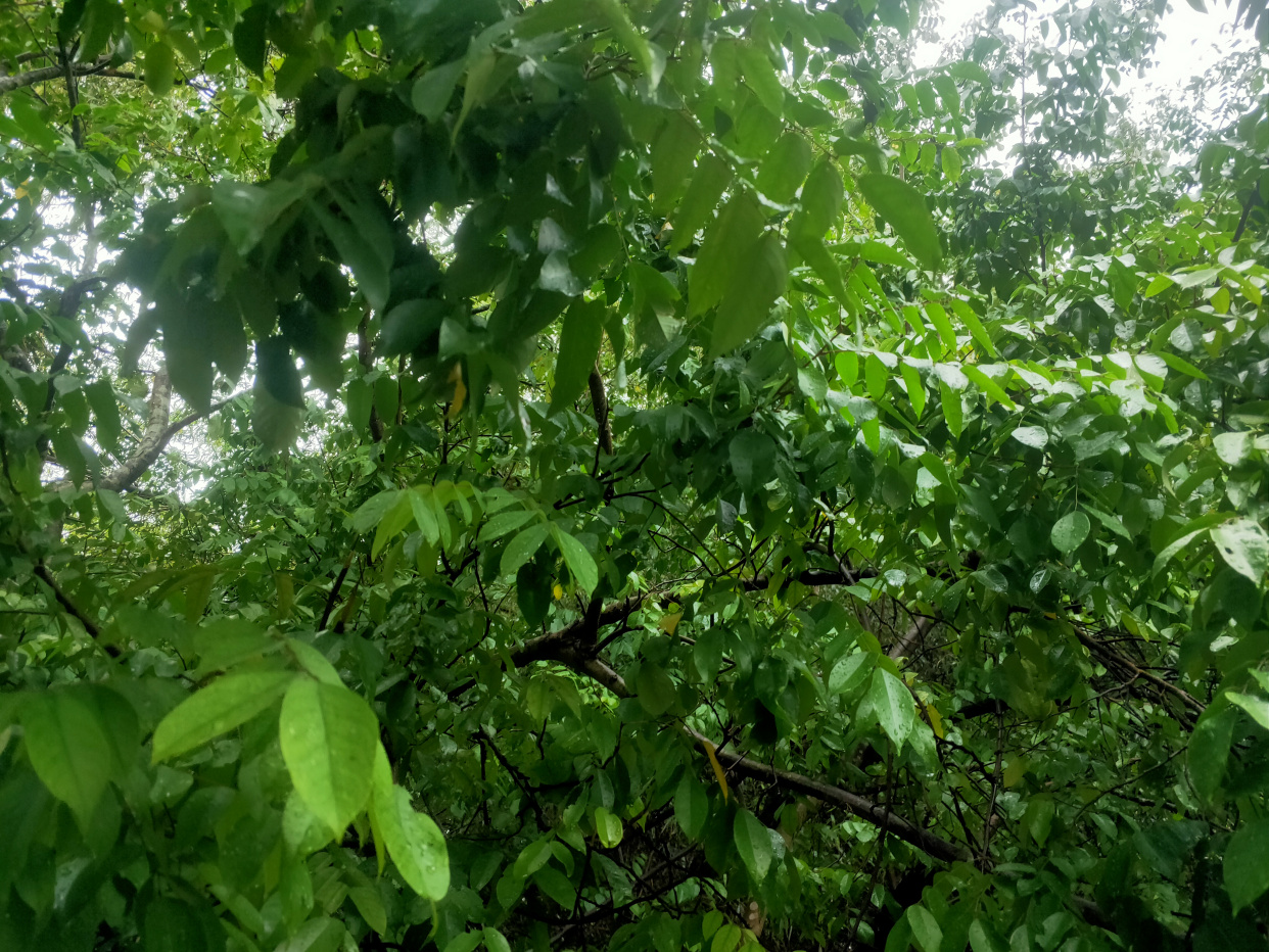 萝卜青菜各有所爱(玉洁冰清白如雪,萝卜青菜各所爱)