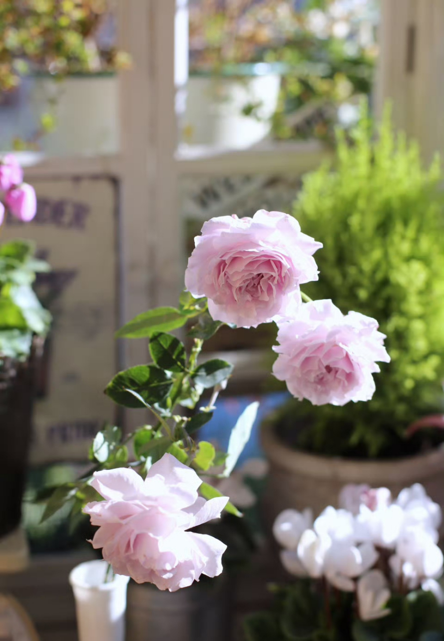 月季蜻蜓秋花,可爱的波浪边边又温柔又美,花朵标准的