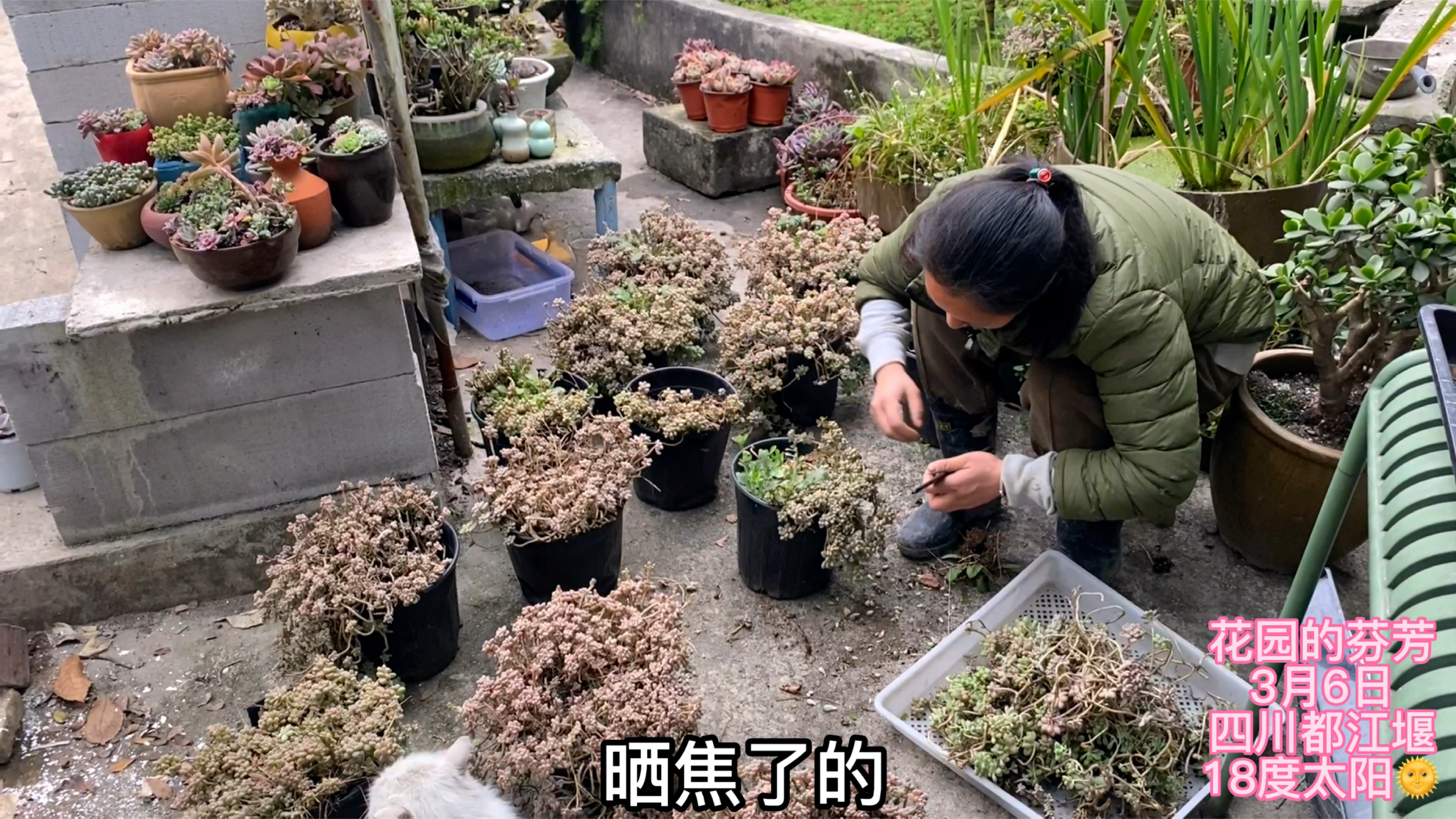 13盆丸叶姬秋丽长成悬崖桩,小马狠心全部剪完,期待全部爆盆