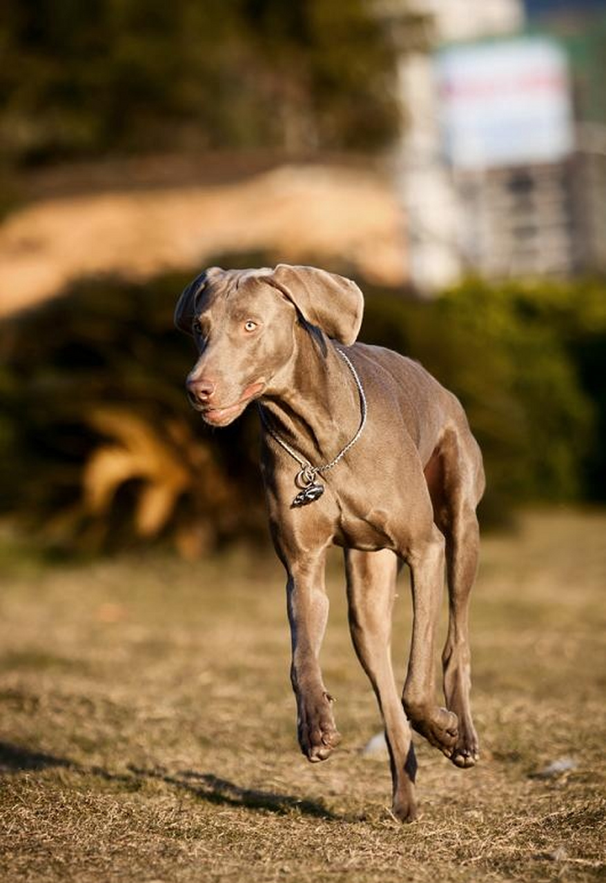 威玛犬,容易训练,耐热怕冷