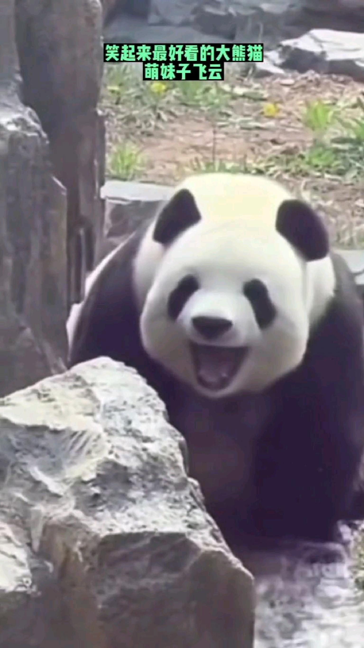 笑起来最好看的大熊猫,非萌妹子飞云莫属