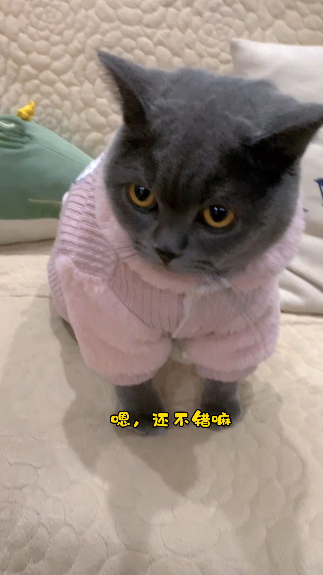 天气凉了穿点厚衣服小蓝猫穿上衣服就不乱动特别乖巧