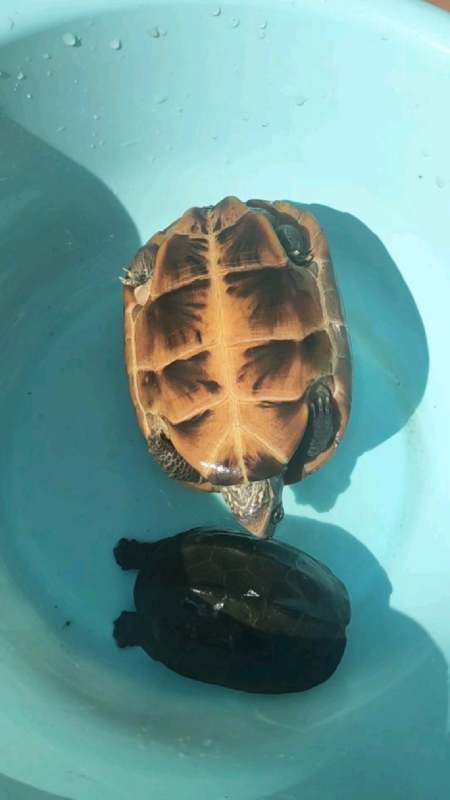 乌,巴西龟和中华草龟晒太阳-度小视