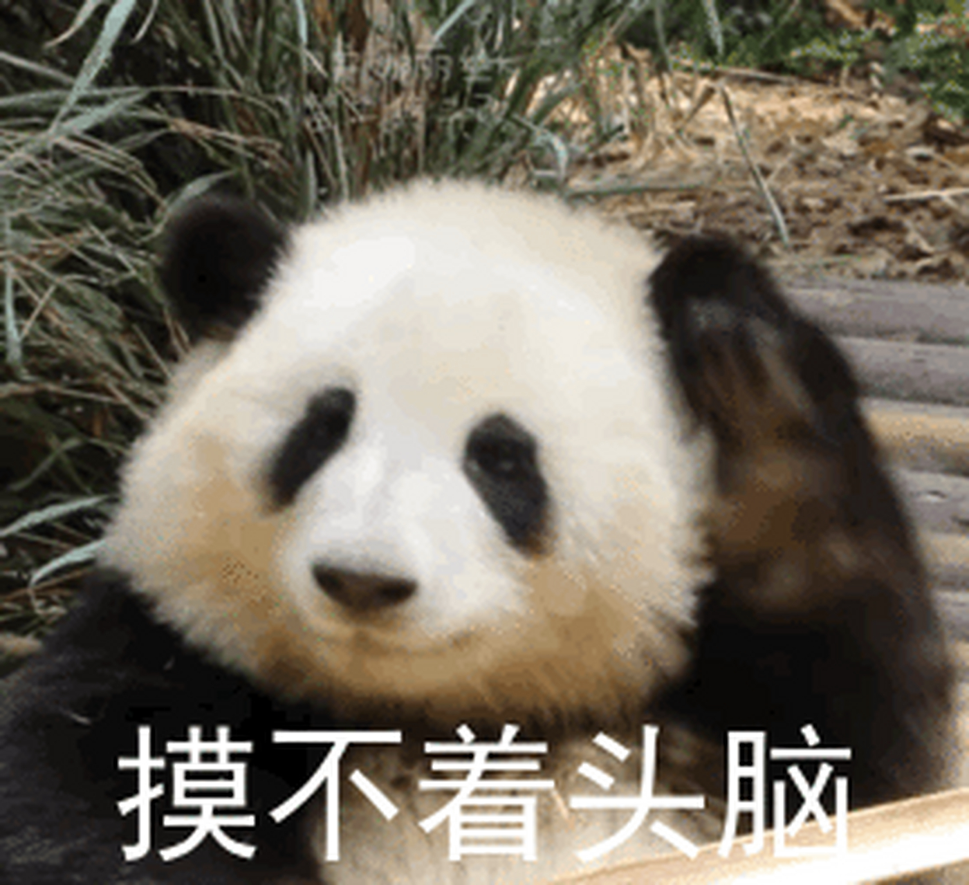熊猫头摸耳朵表情包图片