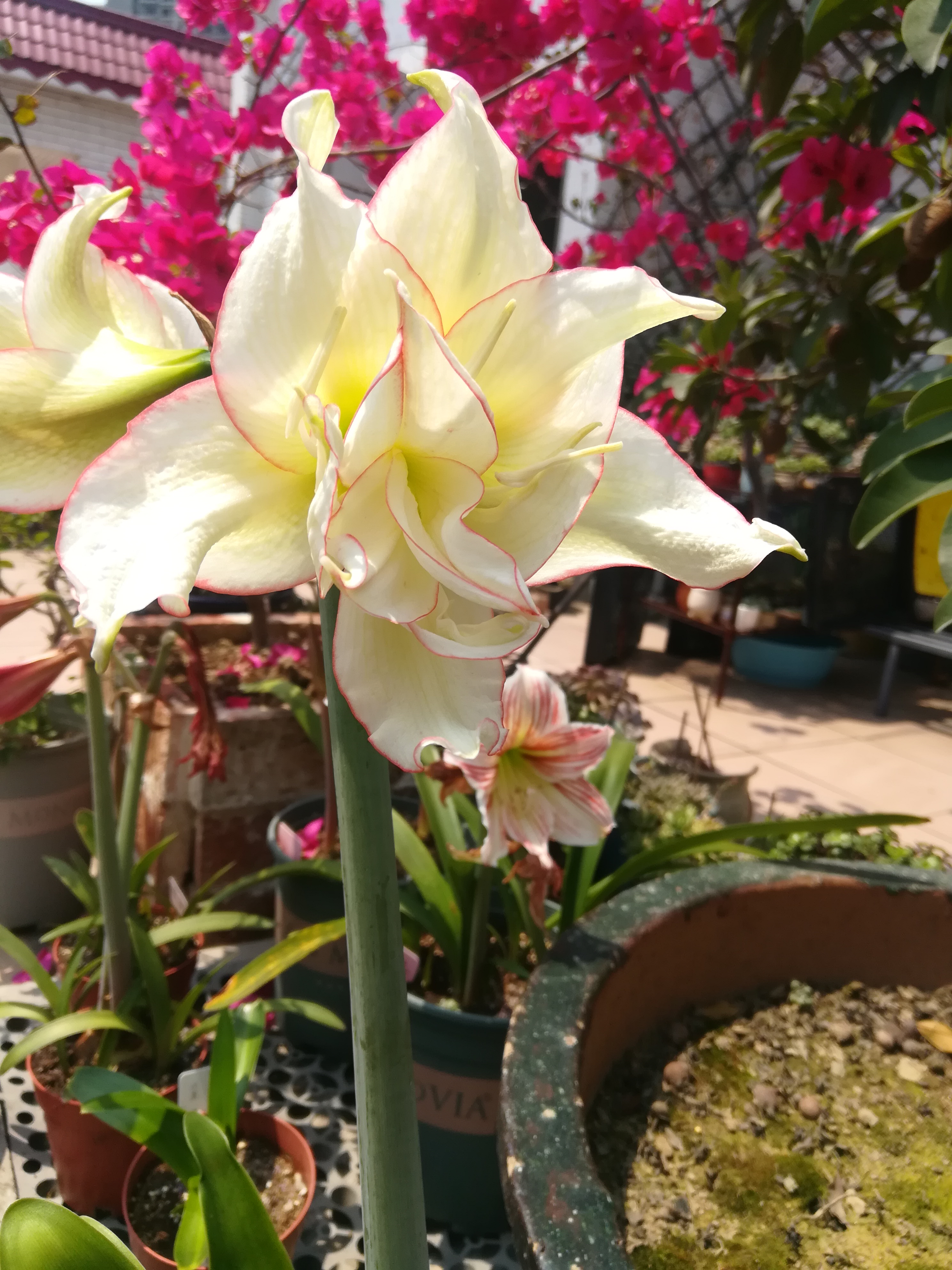 朱顶红滑稽演员开花了,清雅脱俗像不吃人间烟火的仙子,大爱