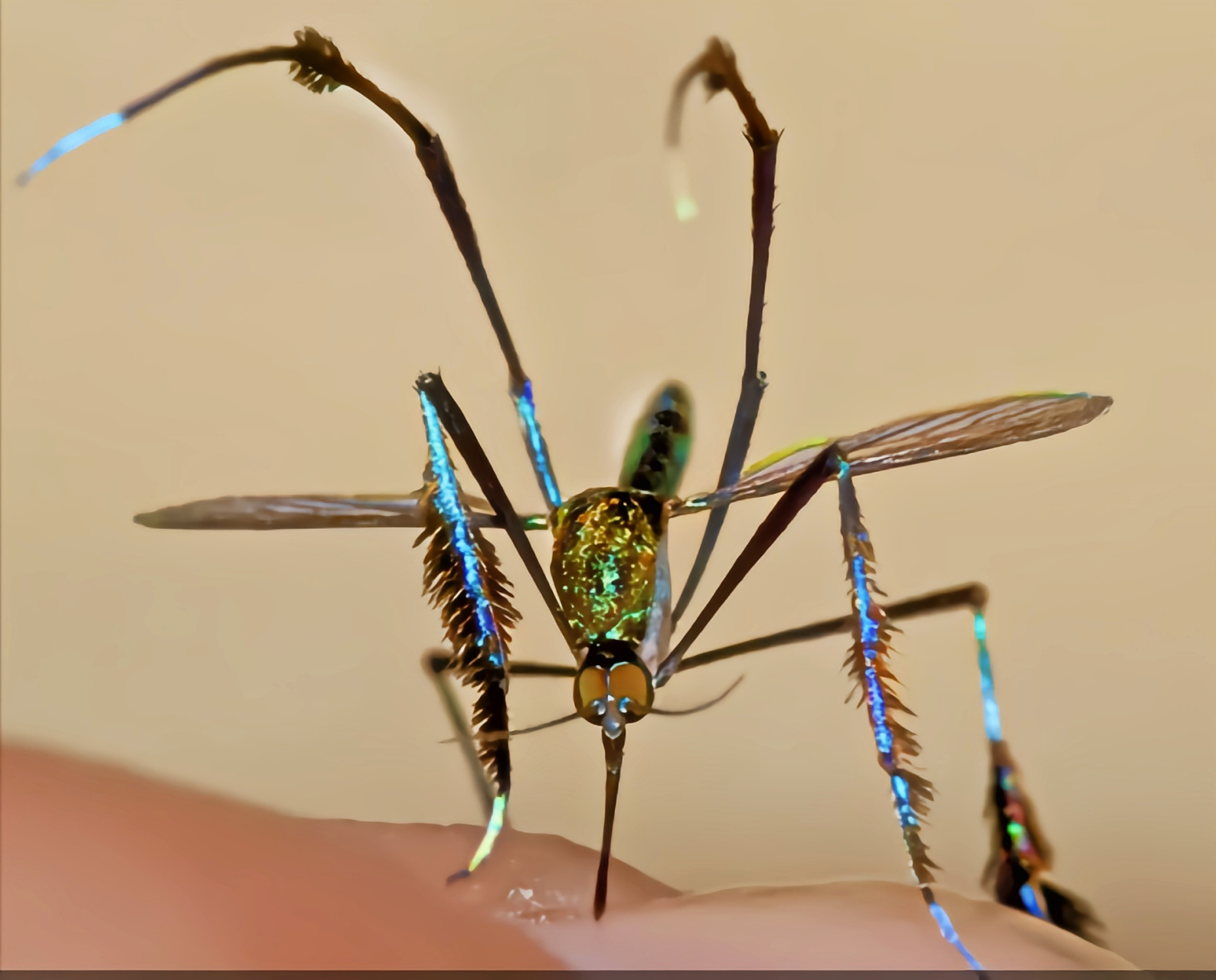 每天认识一种昆虫——羽足煞蚊 羽足煞蚊别名靛蓝煞蚊,是双翅目,蚊科