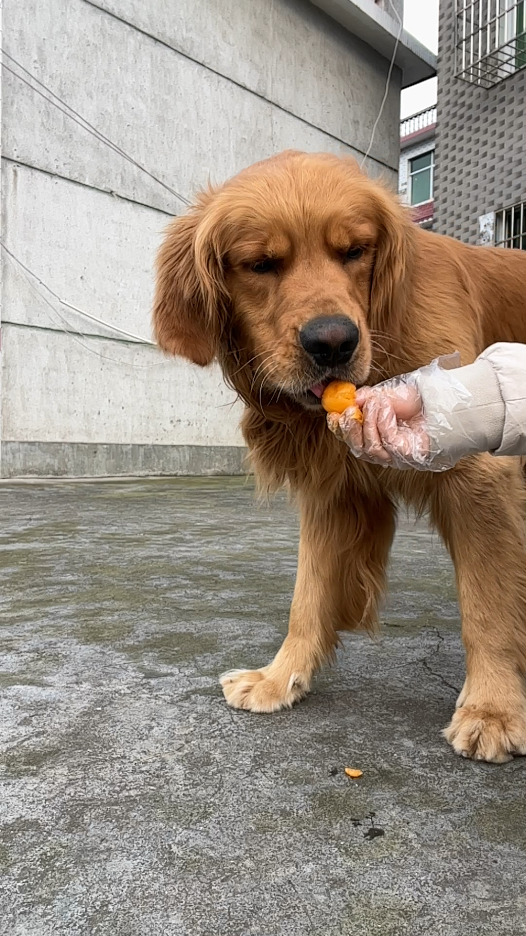 给狗子喂饭的快乐谁懂啊