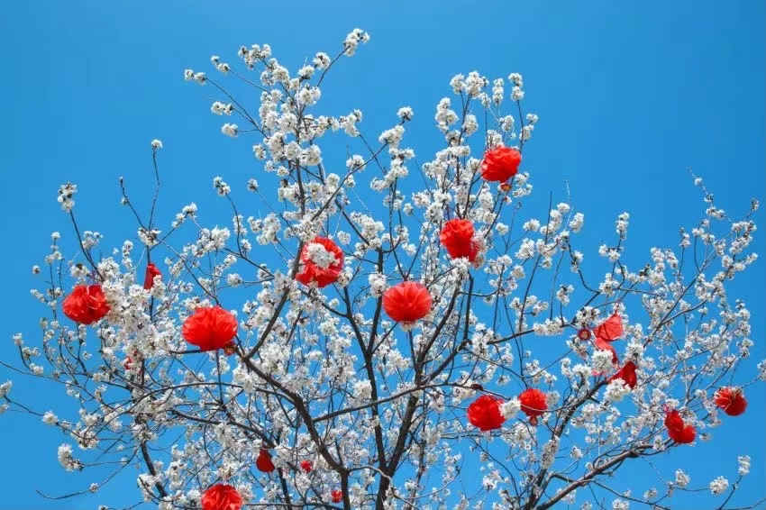 3月重庆周边看花图片